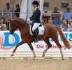 DKB-Bundeschampionat der dreijhrigen Hengste