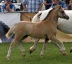 Siegerfohlen der Welsh A-Ponys