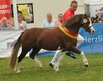 Bundesstutenschau der Sportponys in Mnster-Handorf