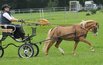 Ergebnis der Stutenleistungsprfung-Fahren in Vechta