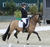 EM-Gold fr Weser-Ems-Ponys