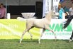 Deutsches Fohlenchampionat 2015 in Lienen