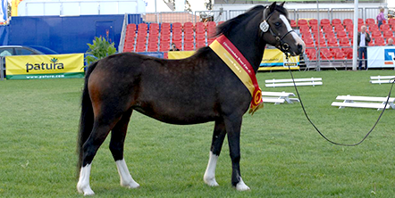 Welsh Pony - Sektion A (Welsh Mountain Pony)