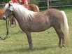 Timmel: Siegerstute Dt. Classic-Pony