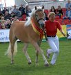 Westflische Haflinger-Tage 2015