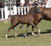 Ergebnis des Weser-Ems-Fohlenchampionats 2016