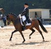 Celebration WE belegt Platz drei im Finale der siebenjhrigen Dressurpferde