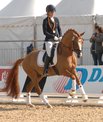 Bundeschampionat der vierjhrigen Hengste