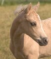 Zuschauer sind in Sage-Haast erlaubt und willkommen 