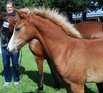 Fohlenprmierungen in Engter und Uelsen