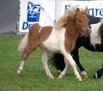 Siegerhengstfohlen des Fohlenchampionats der Shetland < 87 cm