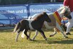 Weser-Ems-Fohlenchampionat 2026 Weser-Ems-Fohlenchampionat 2026