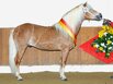 Haflinger-Hengst Anni Duemila ist tot