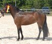 Deutsche Jugend-Meisterschaften der Ponyfahrer