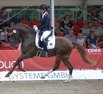 Qualifikation der dreijhrigen Reitponys