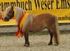 Bezirksstutenschau Hven 2025