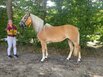 Handorfer Haflinger-Tag 2025