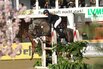 Al Shira'aa Bundeschampionate 2025 - fnfjhrige Springponys-Qualifikation
