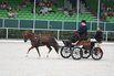 Trevor WE wird Vizechampion der Fahrponys in Moritzburg