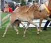 Siegerfohlen der Haflinger