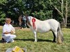 Internationale Shetlandponyschau in Frankreich