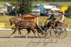 Weser-Ems-Ponys gewinnen internationale Fahrprfung in sterreich