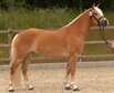 Hven  - Siegerstute der Edelbluthaflinger/Haflinger