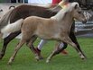 Siegerfohlen der Dt. Classic-/Dt. Partbred-Shetlandponys