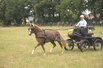 Stutenleistungsprfung (Fahren) in Vechta