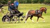 Hengstleistungsprfung am 26.07.2016 in Vechta								