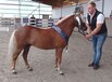 Europaschau der Classic-Ponys