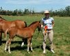 Erfolgreiche Weser-Ems Welsh-Ponys in Zlpich