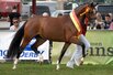 Weser-Ems-Elitestutenschau/Siegerstute der Deutschen Reitponys