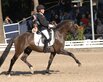 Kastanienhof Donnertrommler gewinnt die Goldmedaille auf der Hannoverschen Landesmeisterschaft