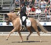 Bundeschampionat der dreijhrigen Reitponys  -Finale