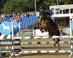 Al Shiraa'a Bundeschampioante 2026 Al Shiraa'a Bundeschampioante 2026