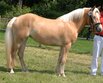 Timmel: Haflinger-Siegerstute