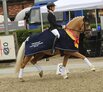 Qualifizierte Weser-Ems-Ponys zu Al Shira'aa Bundeschampionaten 2026 Qualifizierte Weser-Ems-Ponys zu Al Shira'aa Bundeschampionaten 2026