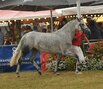 Weser-Ems-Elitestutenschau 2026