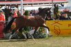 Weser-Ems-Elitestutenschau 2026
