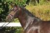 Weser-Ems K�rlot 2026