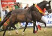 Weser-Ems-Fohlenchampionat 2026