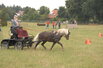 Hengstleistungsprfung in Vechta