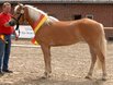 Siegerstute der Edelbluthaflinger/Haflinger